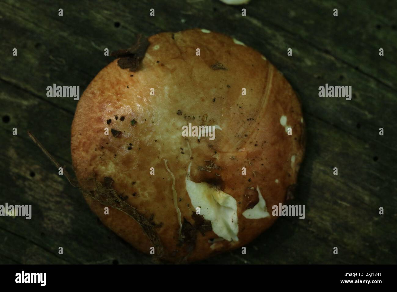 Funghi Suillus (Suillus granulatus) con gambo punteggiato Foto Stock
