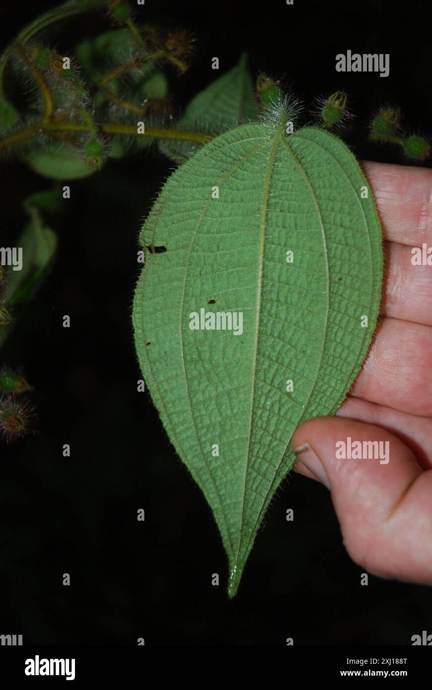 La maledizione di Koster (Miconia crenata) Plantae Foto Stock