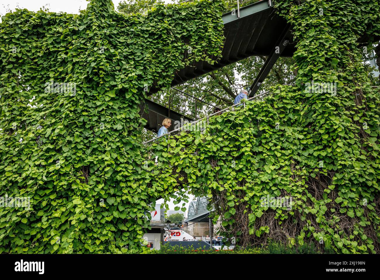 Pipevina (Aristolochia macrophylla) che cresce sulla scala che porta al ponte Hohenzollern, Colonia, Germania. Pfeifenwinde (Aristolochia macrophylla) waechst Foto Stock