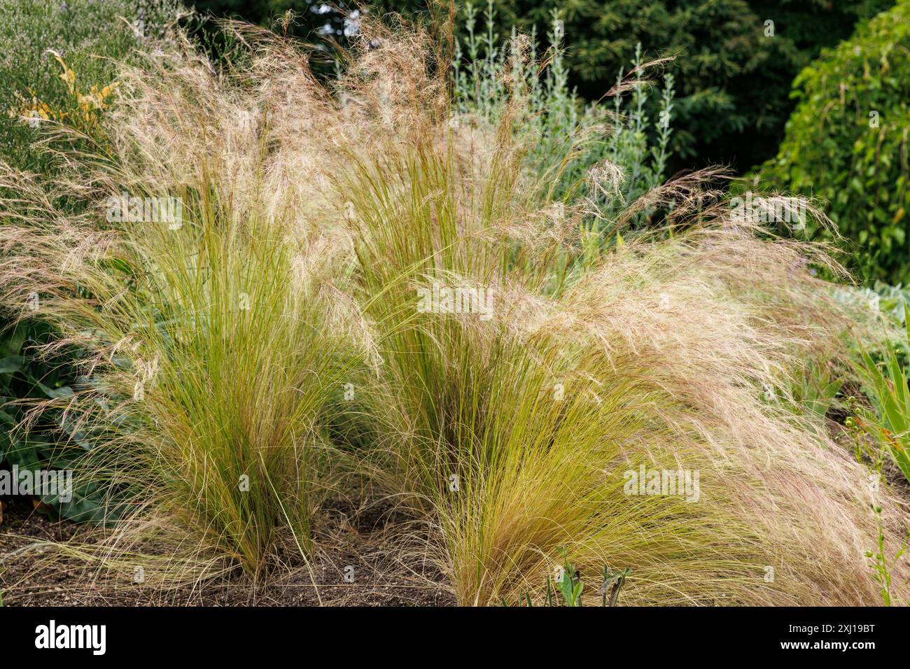 Piuma messicana (Nassella tenuissima) nella Flora, l'orto botanico di Colonia, Germania. Mexikanisches Federgras (Nassella tenuissima) in de Foto Stock