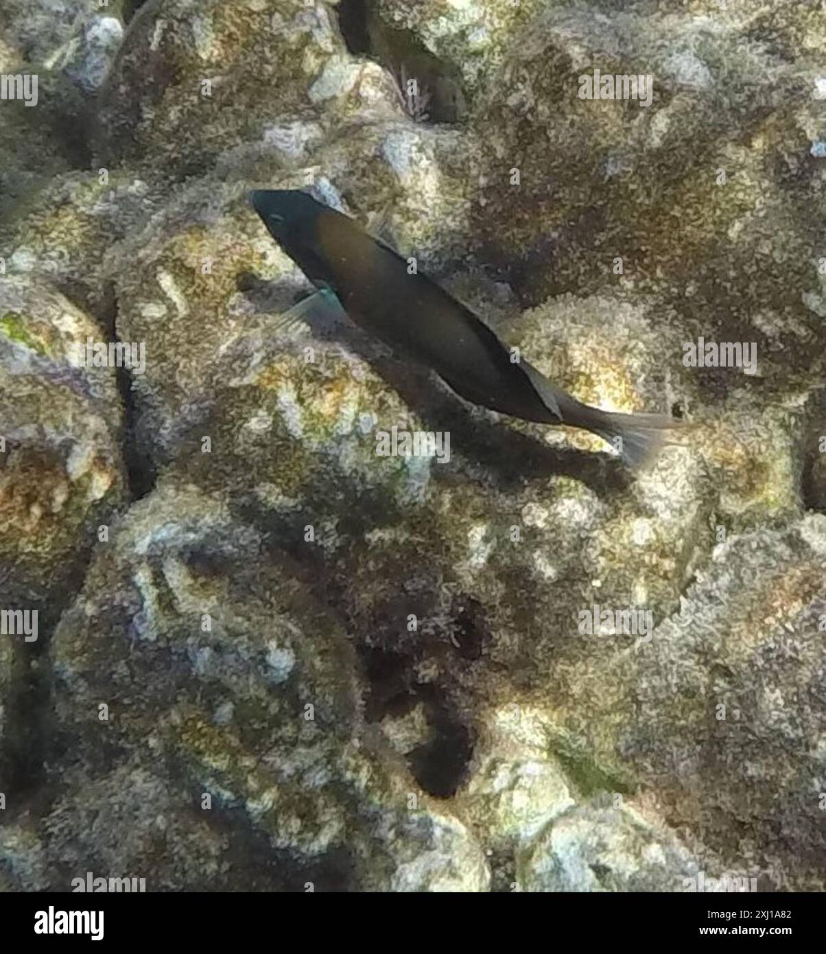Sella Wrasse (Thalassoma duperrey) Actinopterygii Foto Stock
