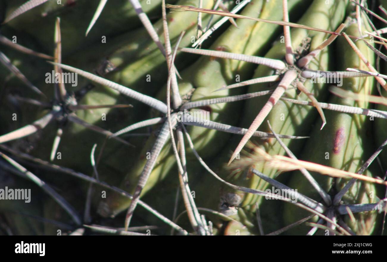 Cavallo Crippler Cactus (Homalocephala texensis) Plantae Foto Stock