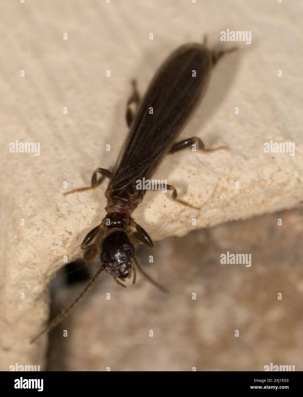 Webspinners (Embioptera) Insecta Foto Stock