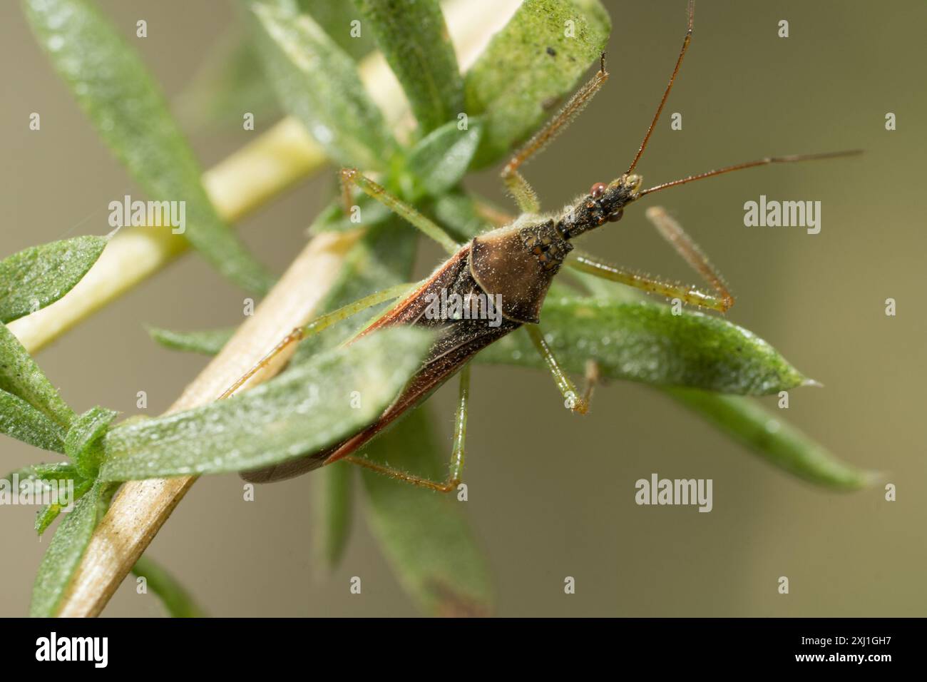 Leafhopper Assassin Bug (Zelus renardii) Insecta Foto Stock