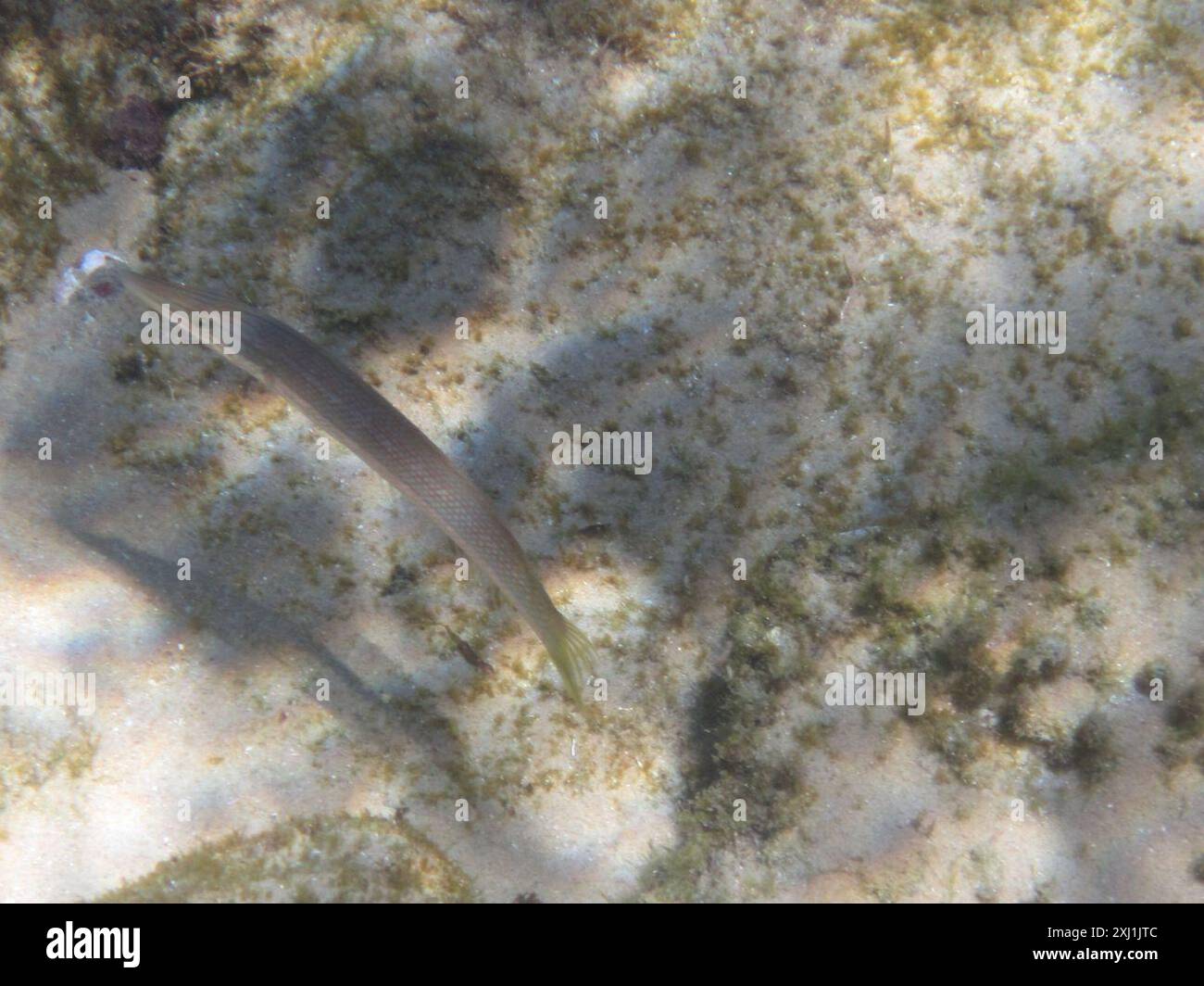 Sigaro Wrasse (Cheilio inermis) Actinopterygii Foto Stock