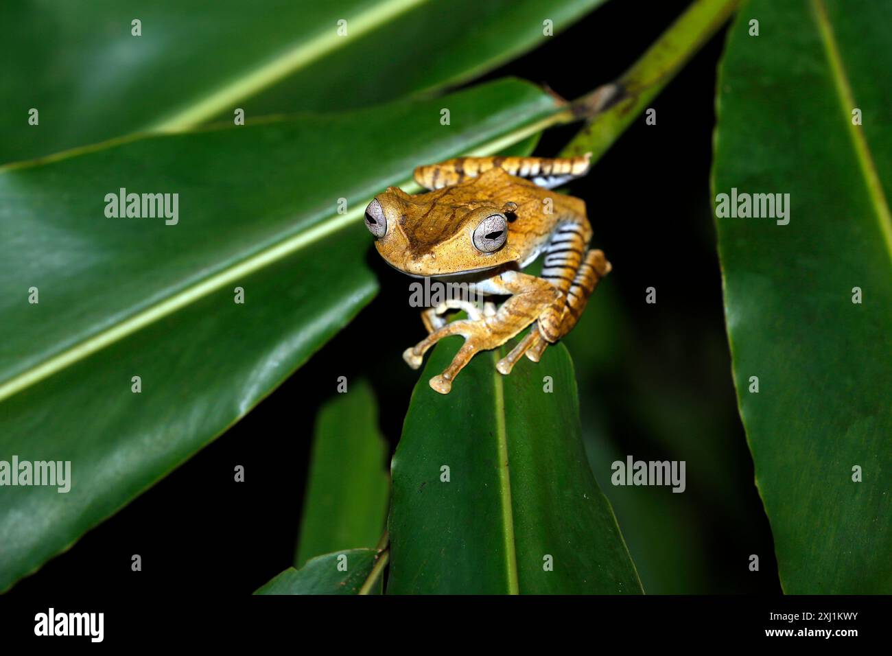 Rana ad albero (Polypedates otilophus, alias Borneo eared Frog, Bony-Head Flying Frog) su una foglia. Riserva forestale di Deramakot, Sabah Borneo, Malay Foto Stock