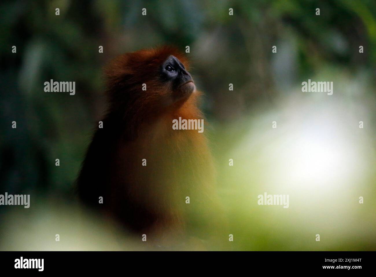 Scimmia con foglie di Maroon (Presbytis rubicunda, alias Maroon langur, Red Leaf Monkey, Red langur). Danum Valley, Sabah. Borneo, Malesia Foto Stock