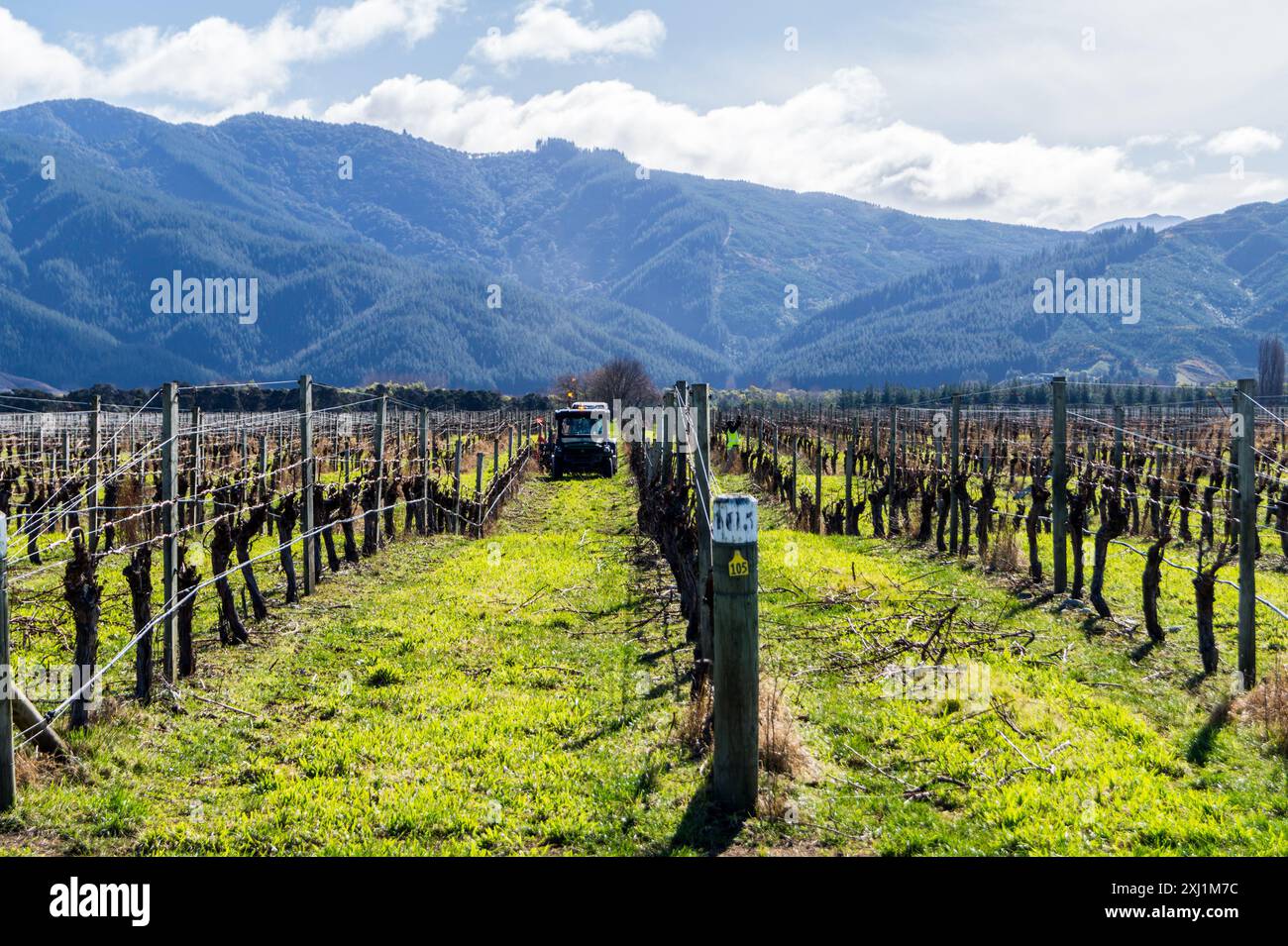 Vigneti, Blenheim, Isola del Sud, Nuova Zelanda Foto Stock