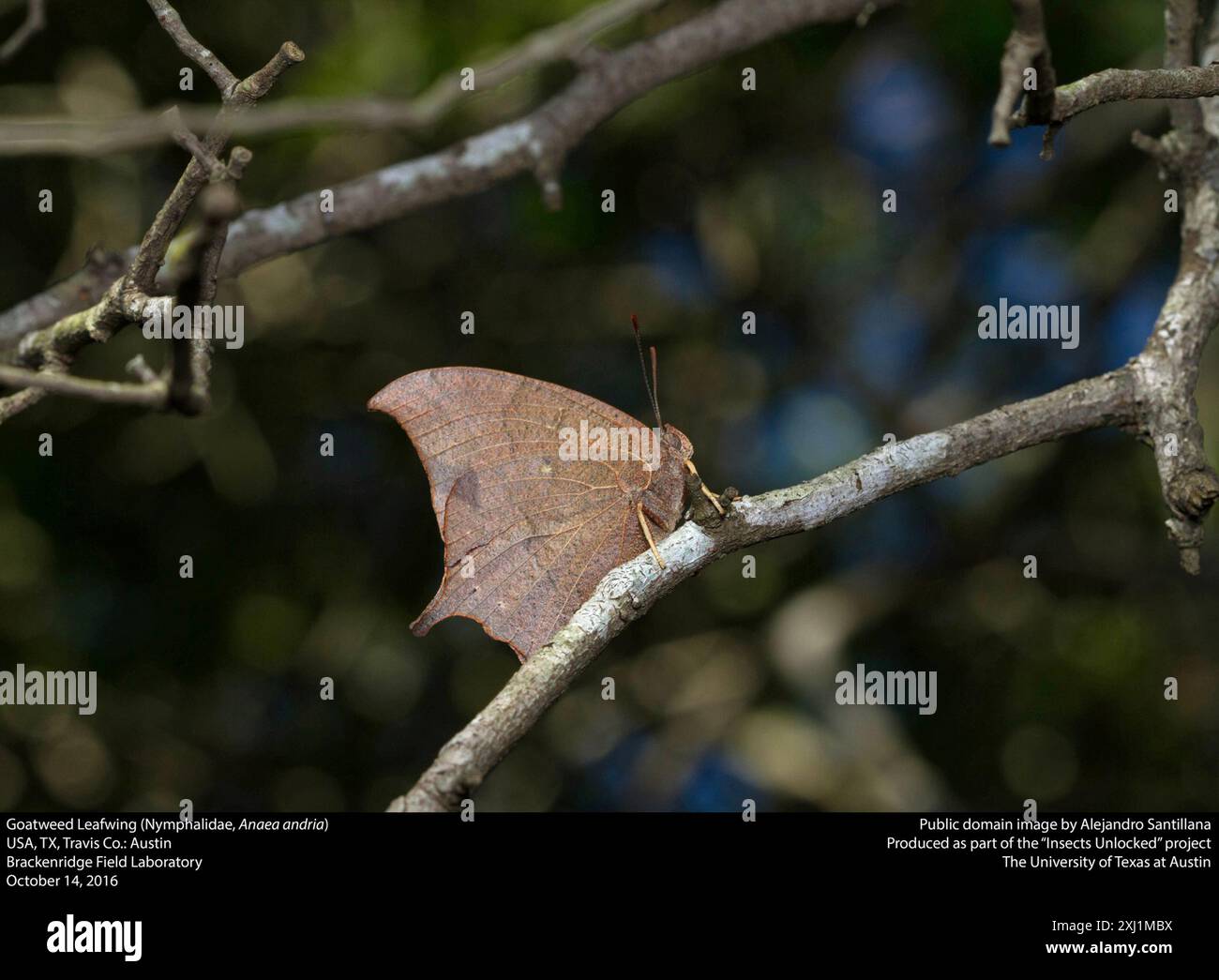 Goatweed Leafwing (Anaea andria) Insecta Foto Stock