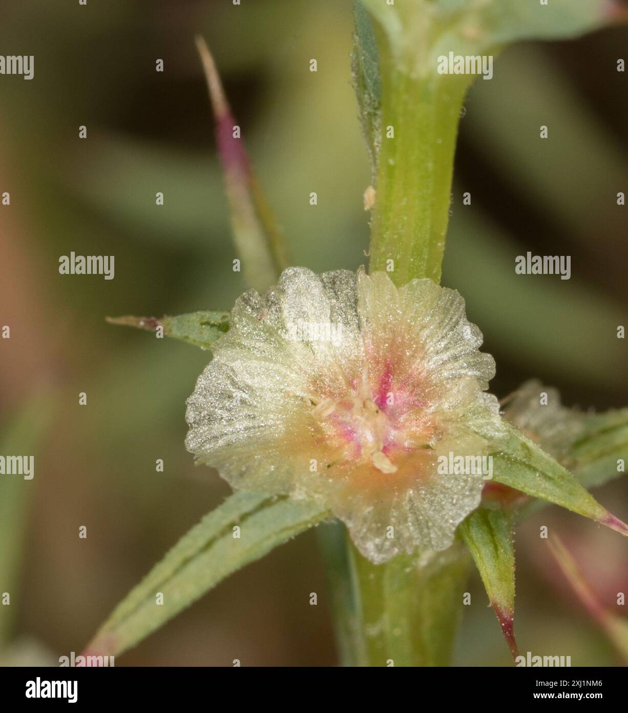 Cardo Russo meridionale (Salsola australis) Plantae Foto Stock