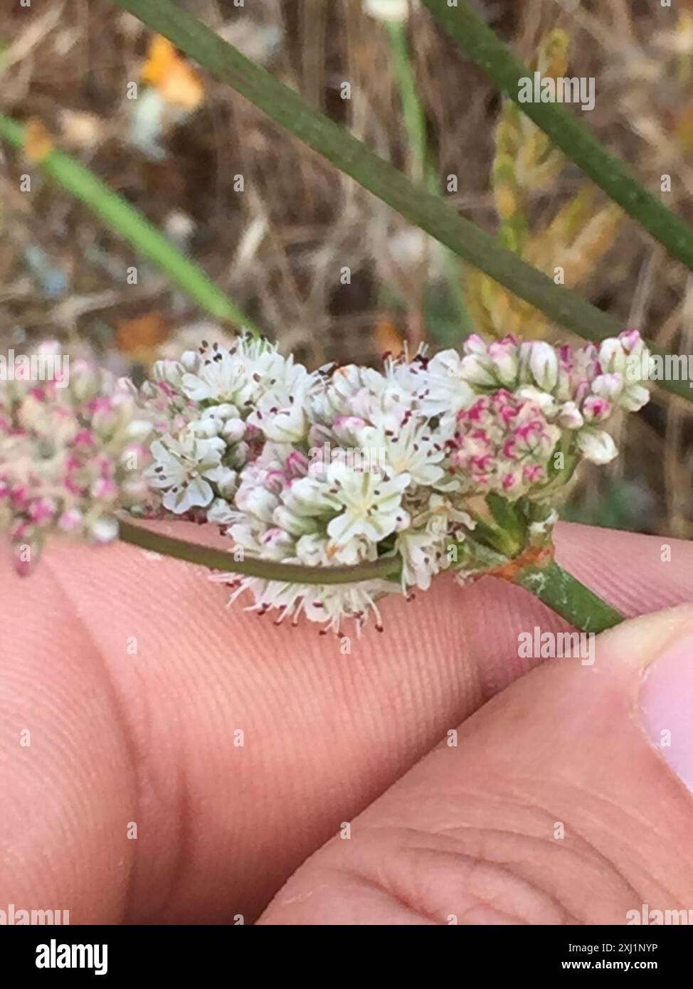 Grano saraceno (Eriogonum latifolium) Plantae Foto Stock