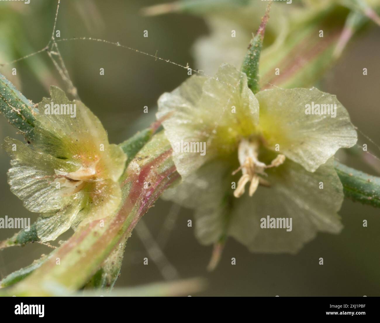 Cardo Russo meridionale (Salsola australis) Plantae Foto Stock