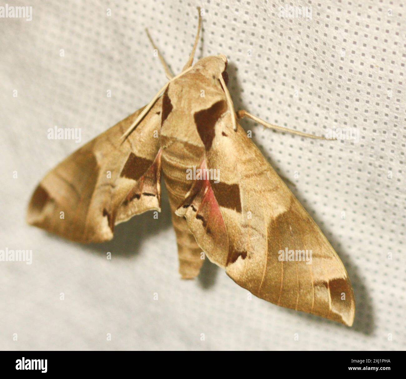 Achemon Sfinge (Eumorpha achemon) Insecta Foto Stock