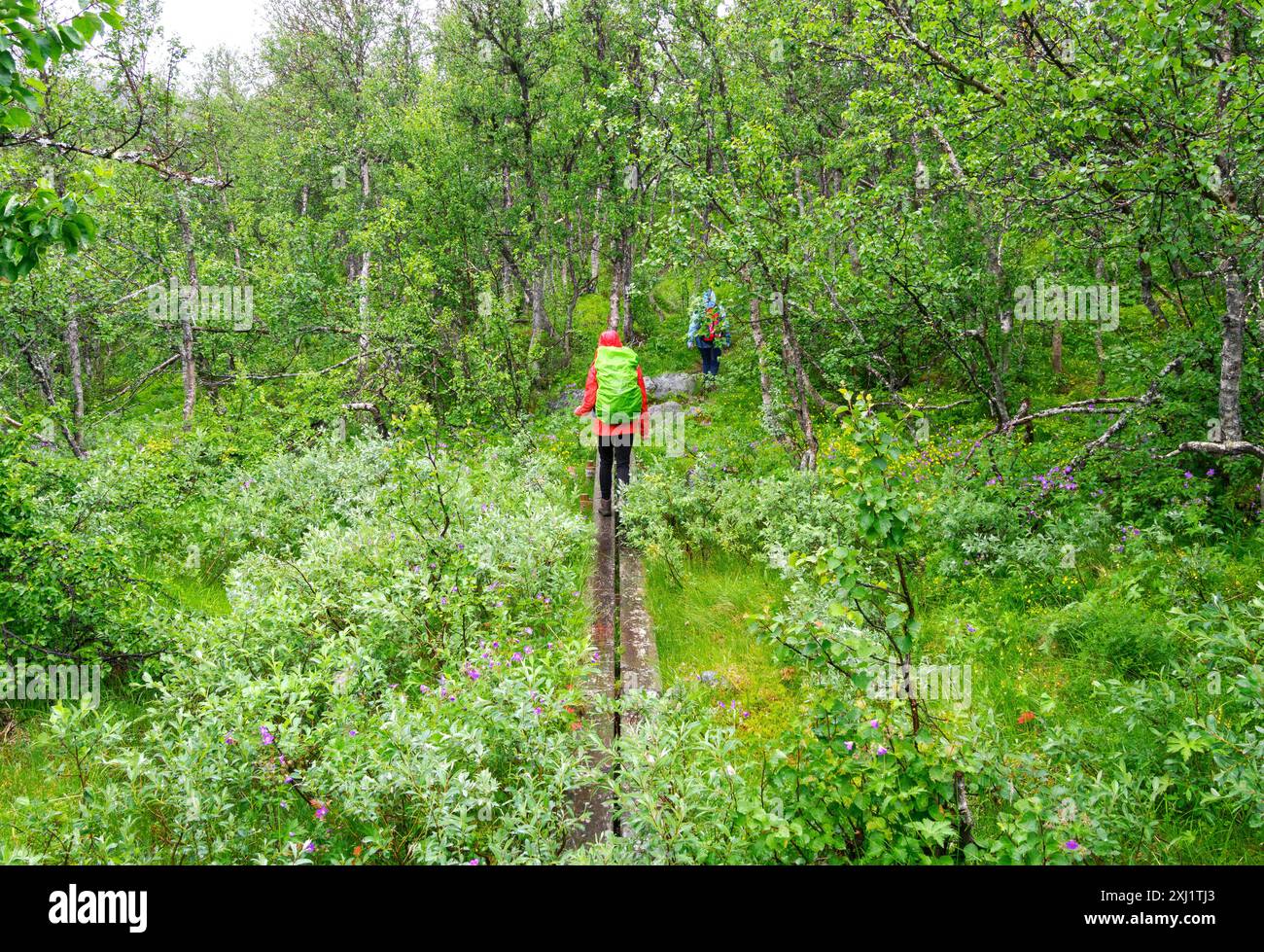 Camminatori che negoziano le papere su sezioni boggy di betulle e salici nani nella Norvegia centrale Foto Stock