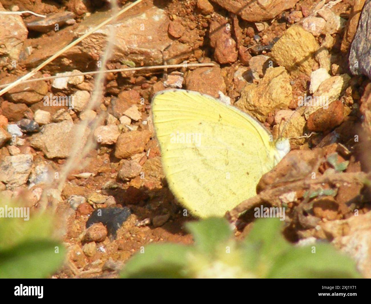 African Brodered Grass Yellow (Eurema brigitta brigitta) Insecta Foto Stock