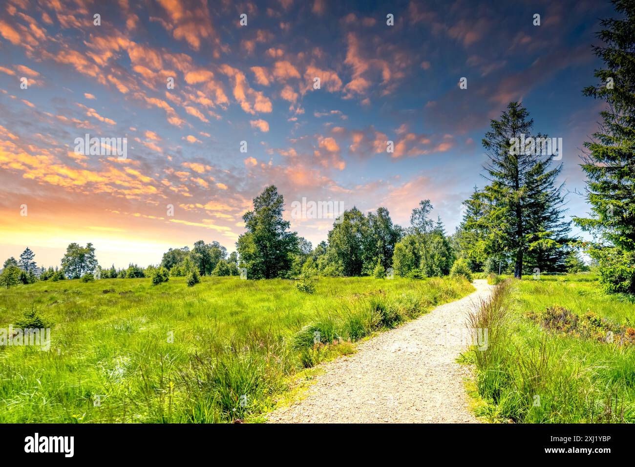 Hohes Venn, Malmedy, Belgio Foto Stock