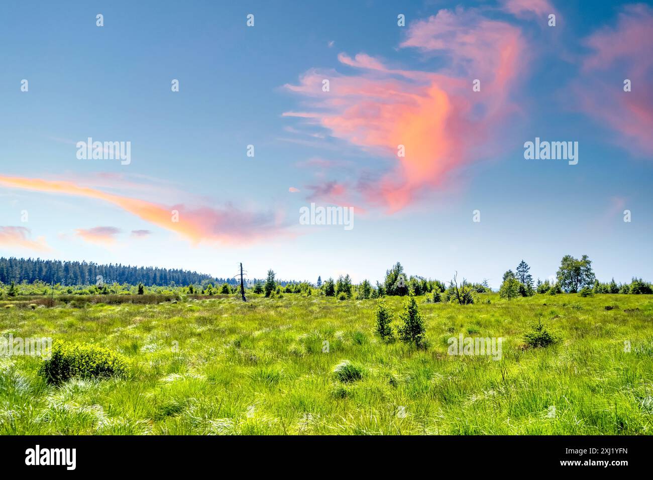 Hohes Venn, Malmedy, Belgio Foto Stock