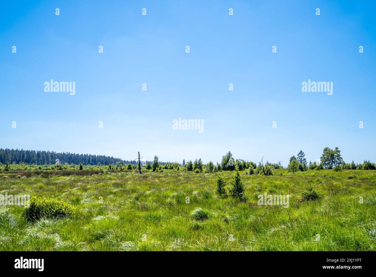 Hohes Venn, Malmedy, Belgio Foto Stock