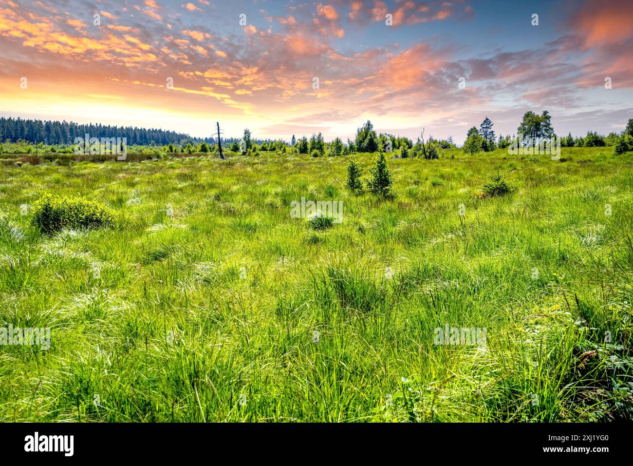 Hohes Venn, Malmedy, Belgio Foto Stock