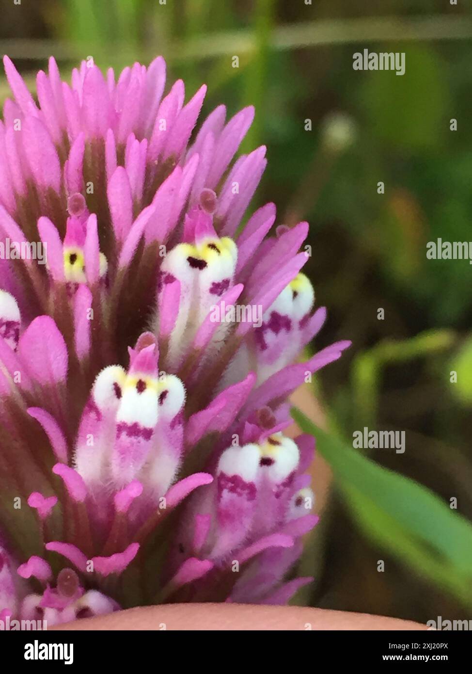 Pennello indiano Denseflower (Castilleja densiflora) Plantae Foto Stock