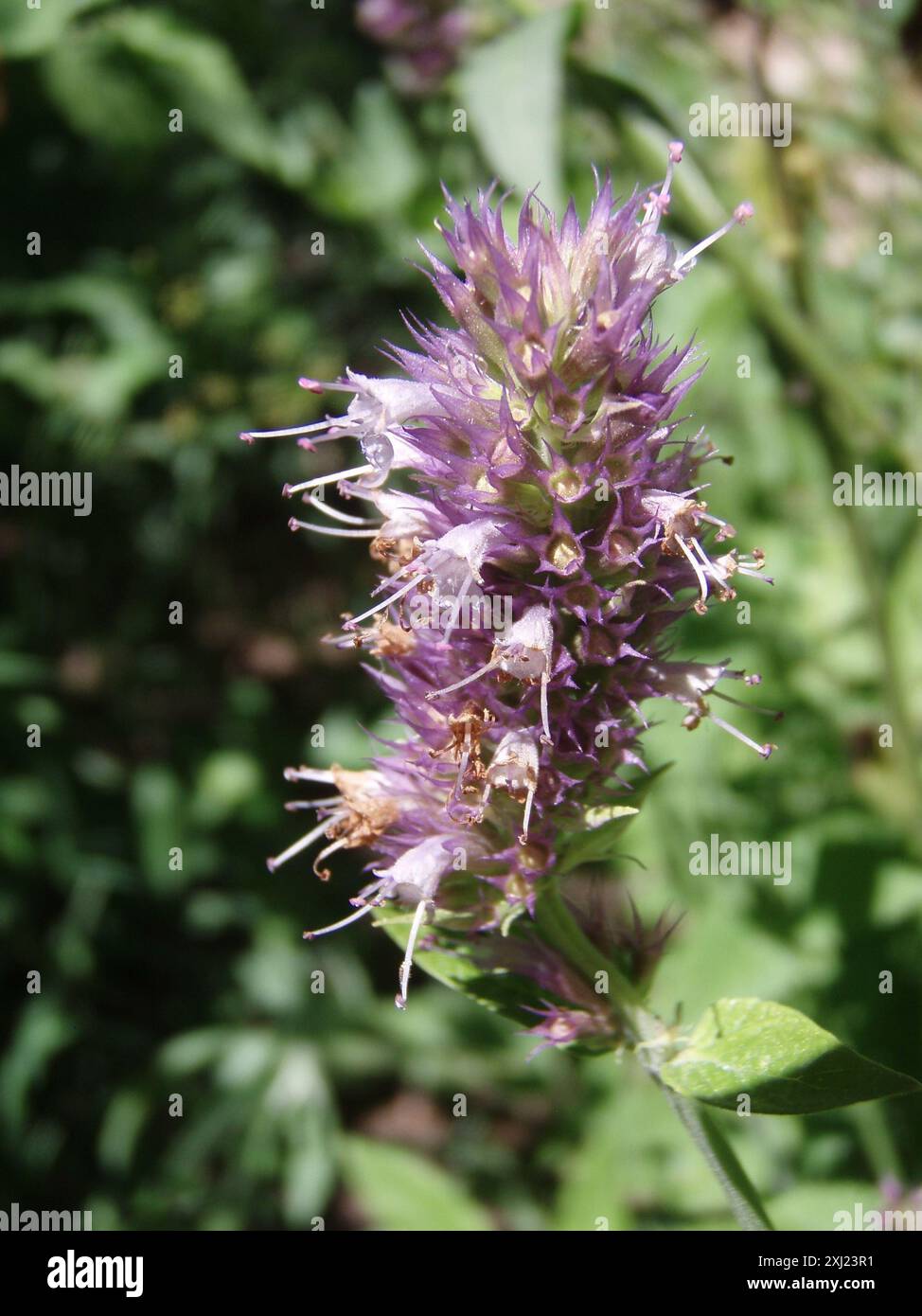 Plantae di issopo gigante delle foglie di ortica (Agastache orticifolia) Foto Stock