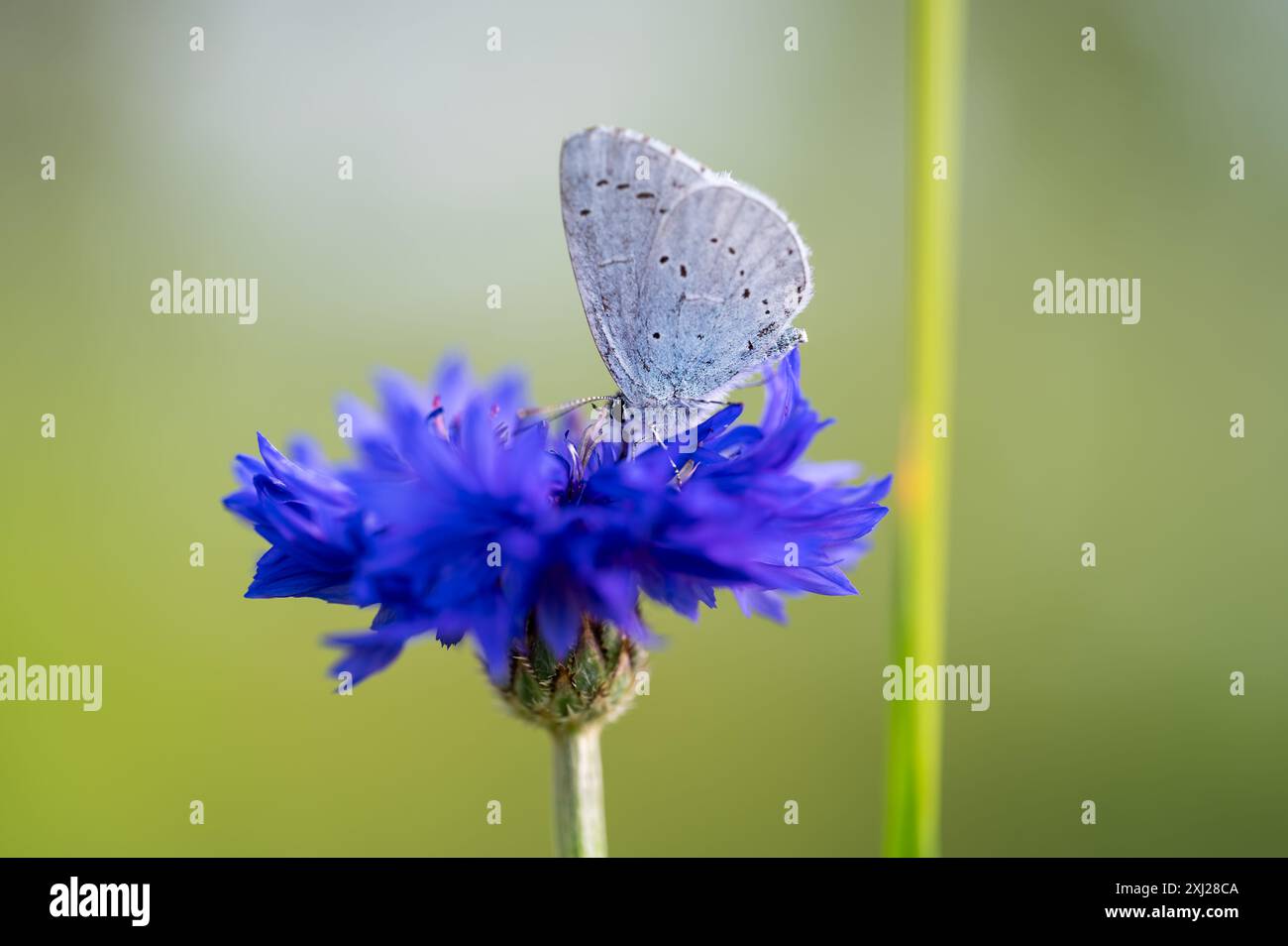 Un holly blue butterfly Celastrina argiolus alimentazione. L'agrifoglio è di colore blu pallido argento-blu ali macchiato con avorio pallido punti. Foto Stock