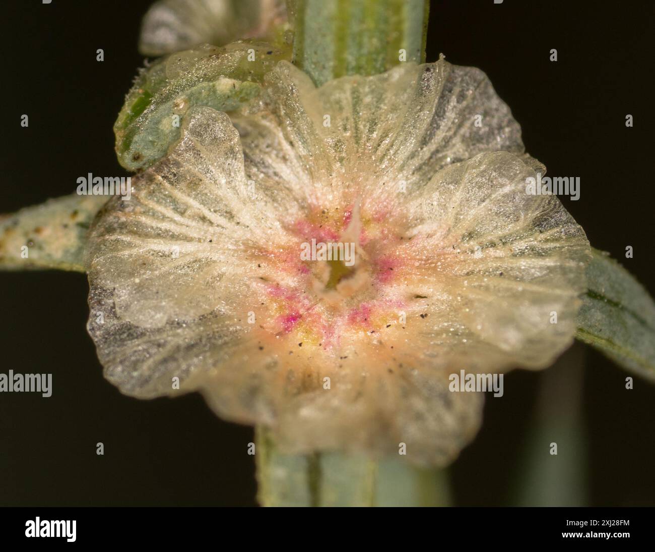 Cardo Russo meridionale (Salsola australis) Plantae Foto Stock