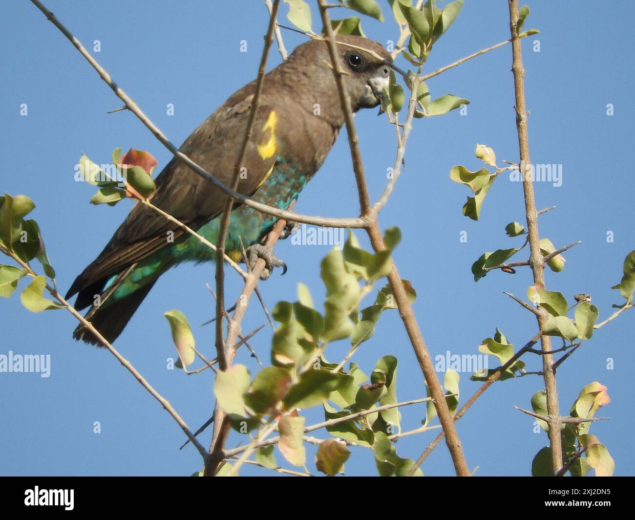 Meyer's Parrot (Poicephalus meyeri) Aves Foto Stock