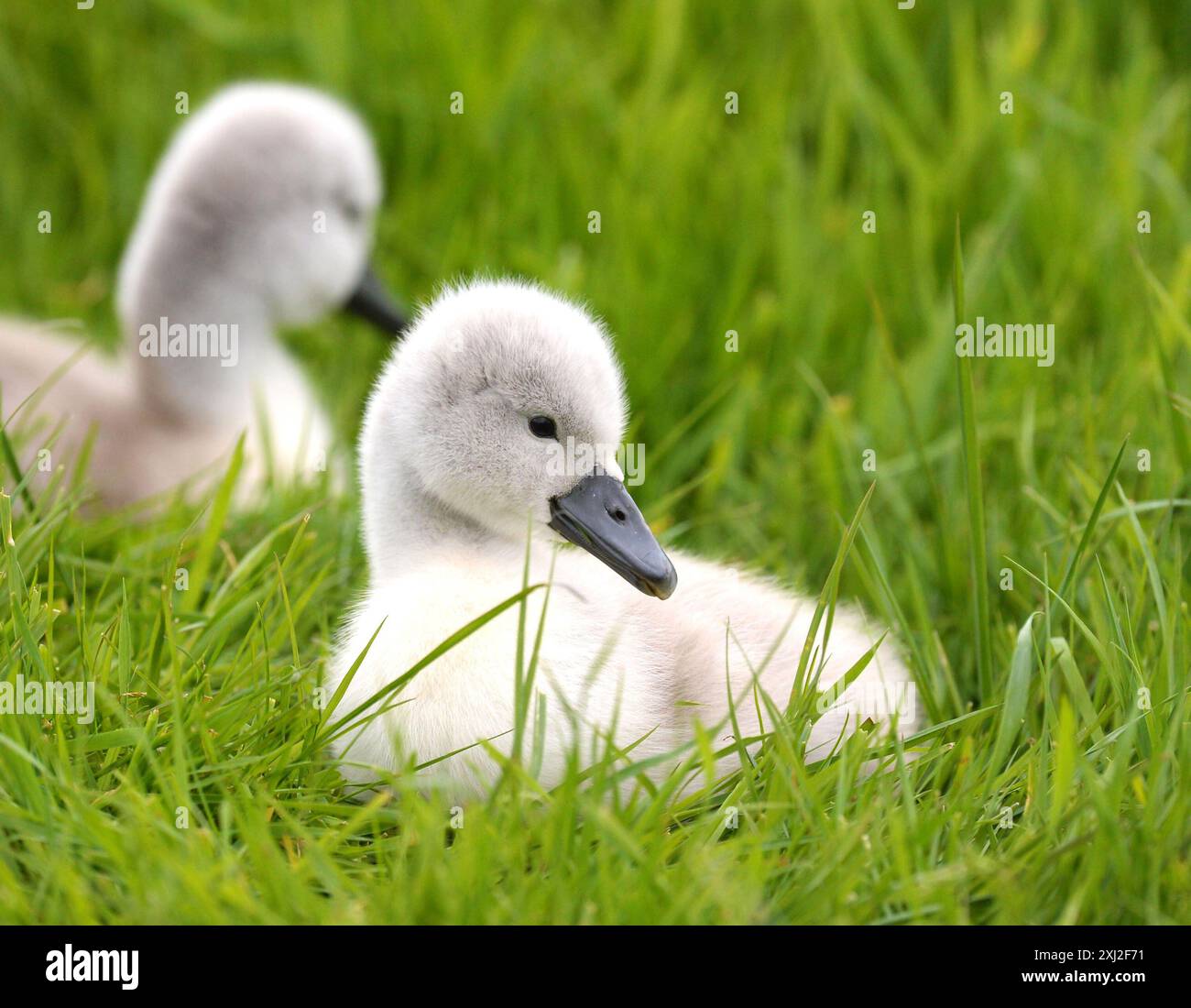 Cygnets nella Cumbria Foto Stock