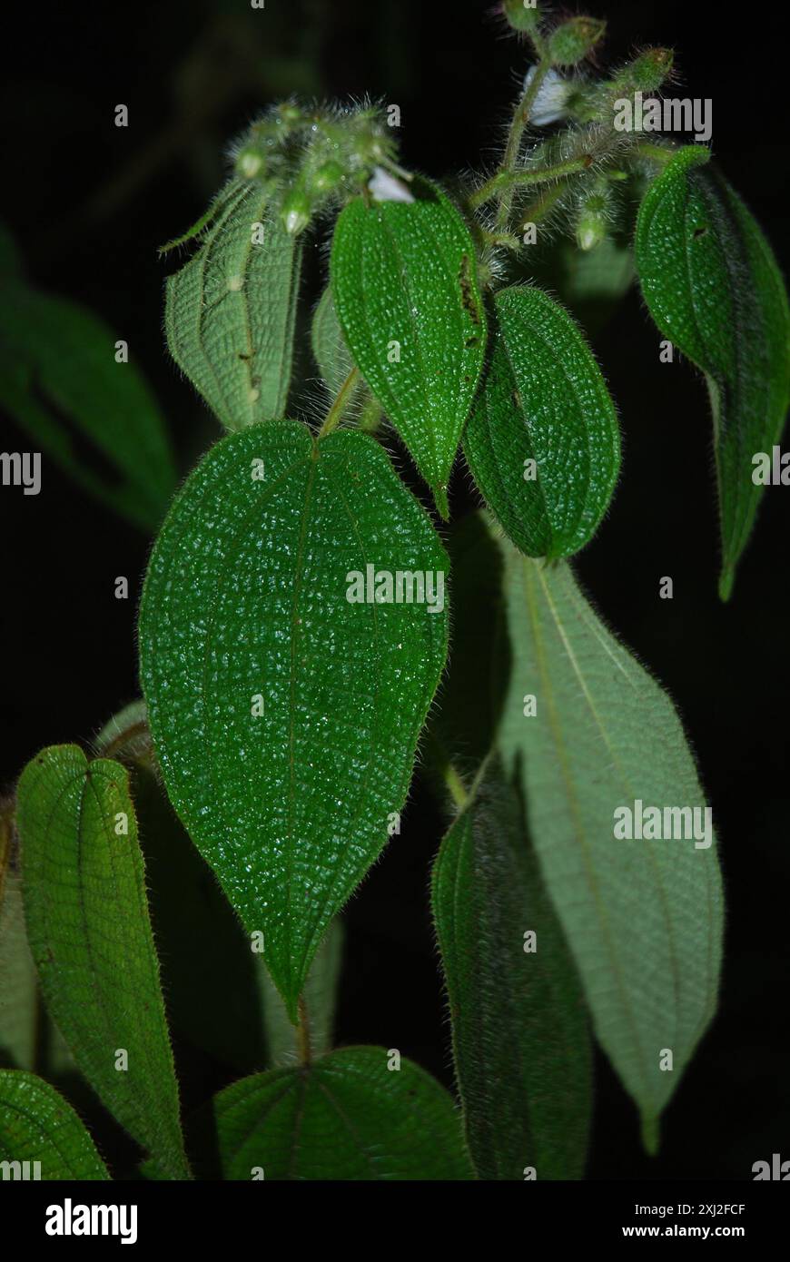 La maledizione di Koster (Miconia crenata) Plantae Foto Stock