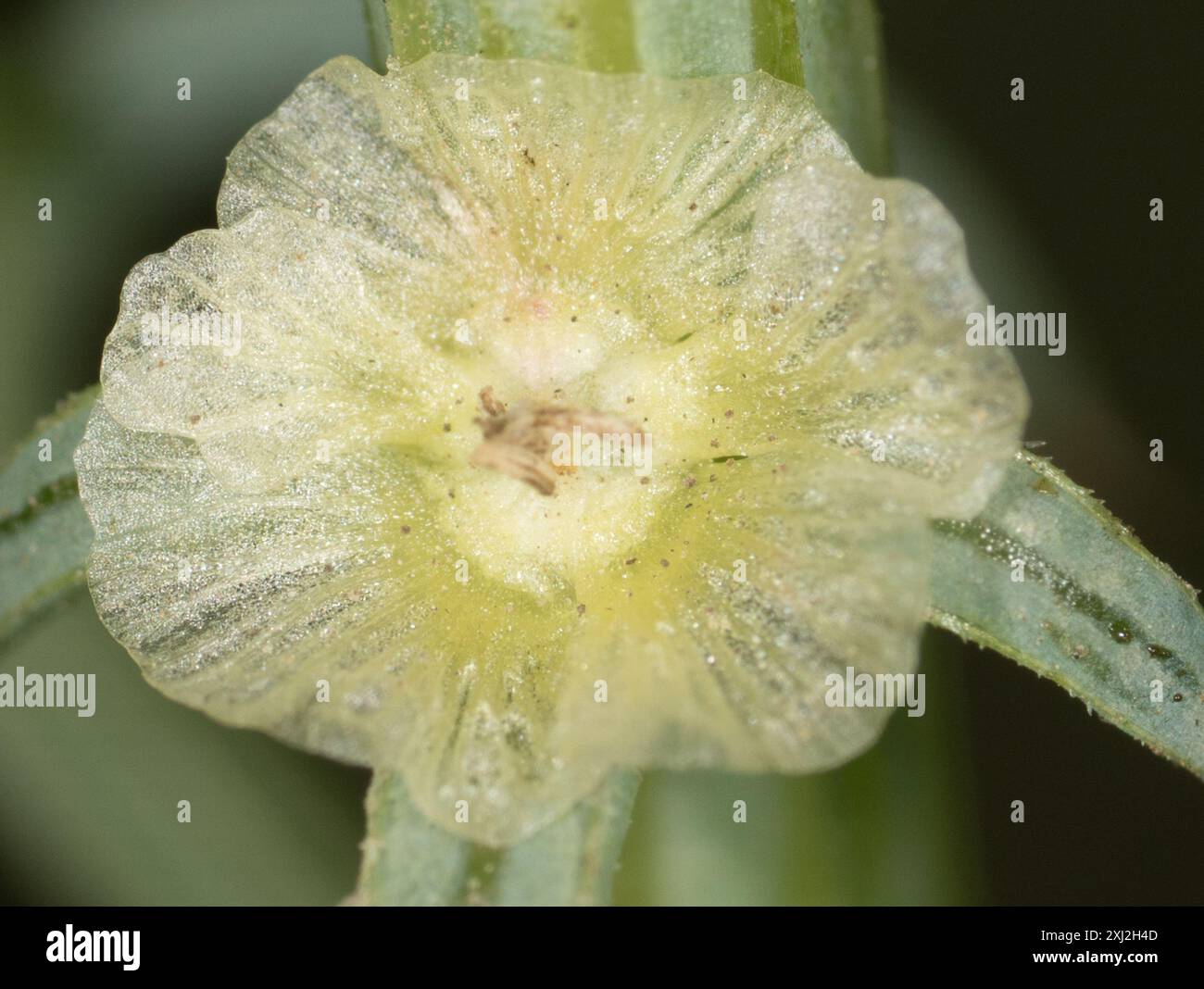 Cardo Russo meridionale (Salsola australis) Plantae Foto Stock