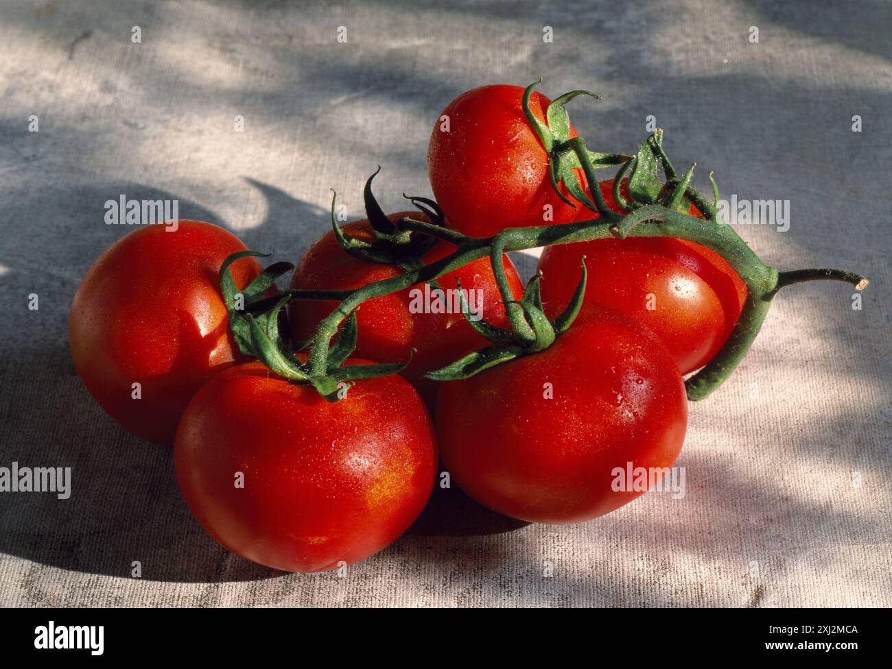 Mazzo di pomodori (tema: Giardini di Lenôtre) Foto Stock