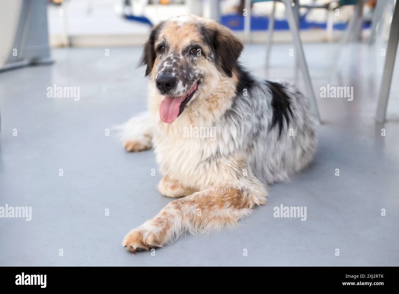 ritratto di un cane che viaggia sul ponte della nave del traghetto con la lingua fuori, sorridendo Foto Stock