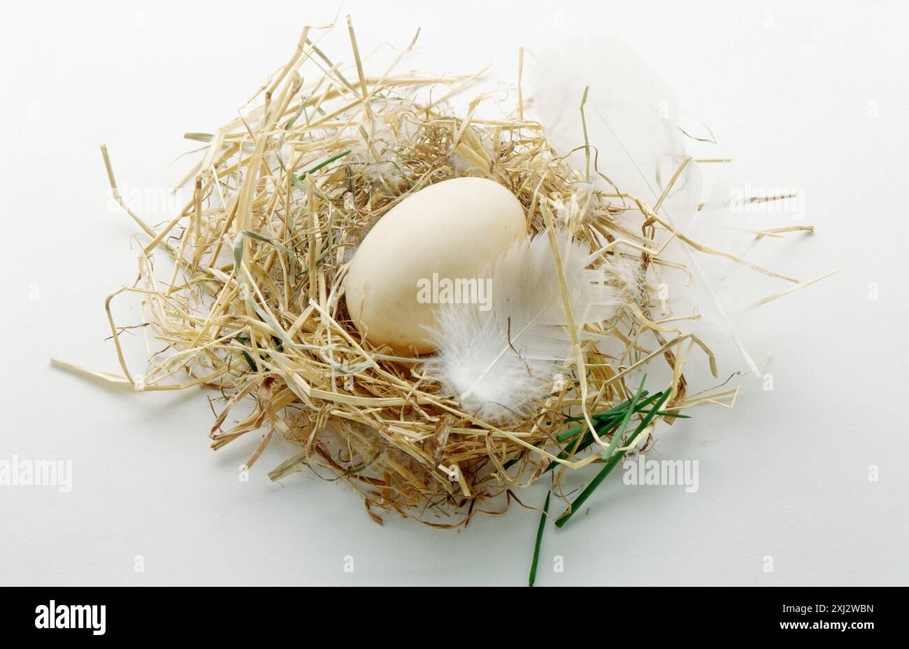 Uovo di anatra Foto Stock