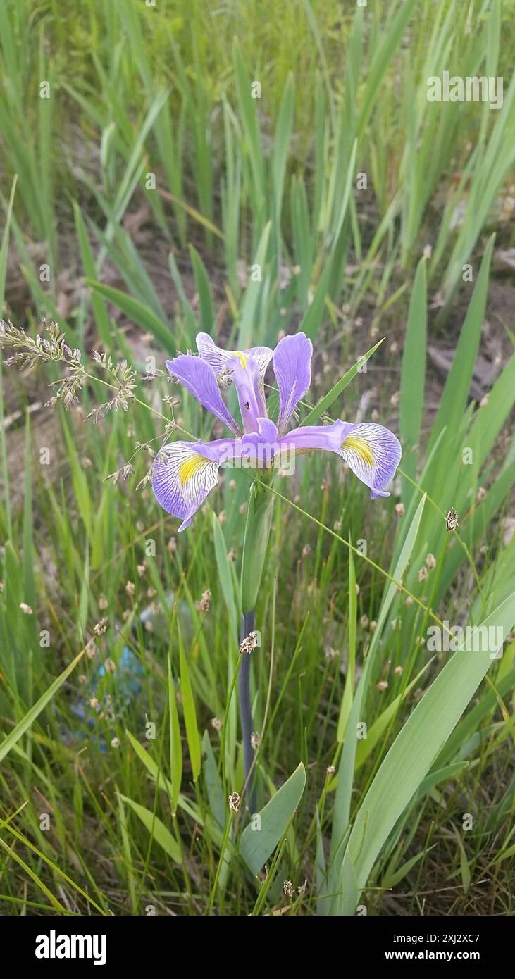 Iris bandiera blu meridionale (Iris virginica shrevei) Plantae Foto Stock