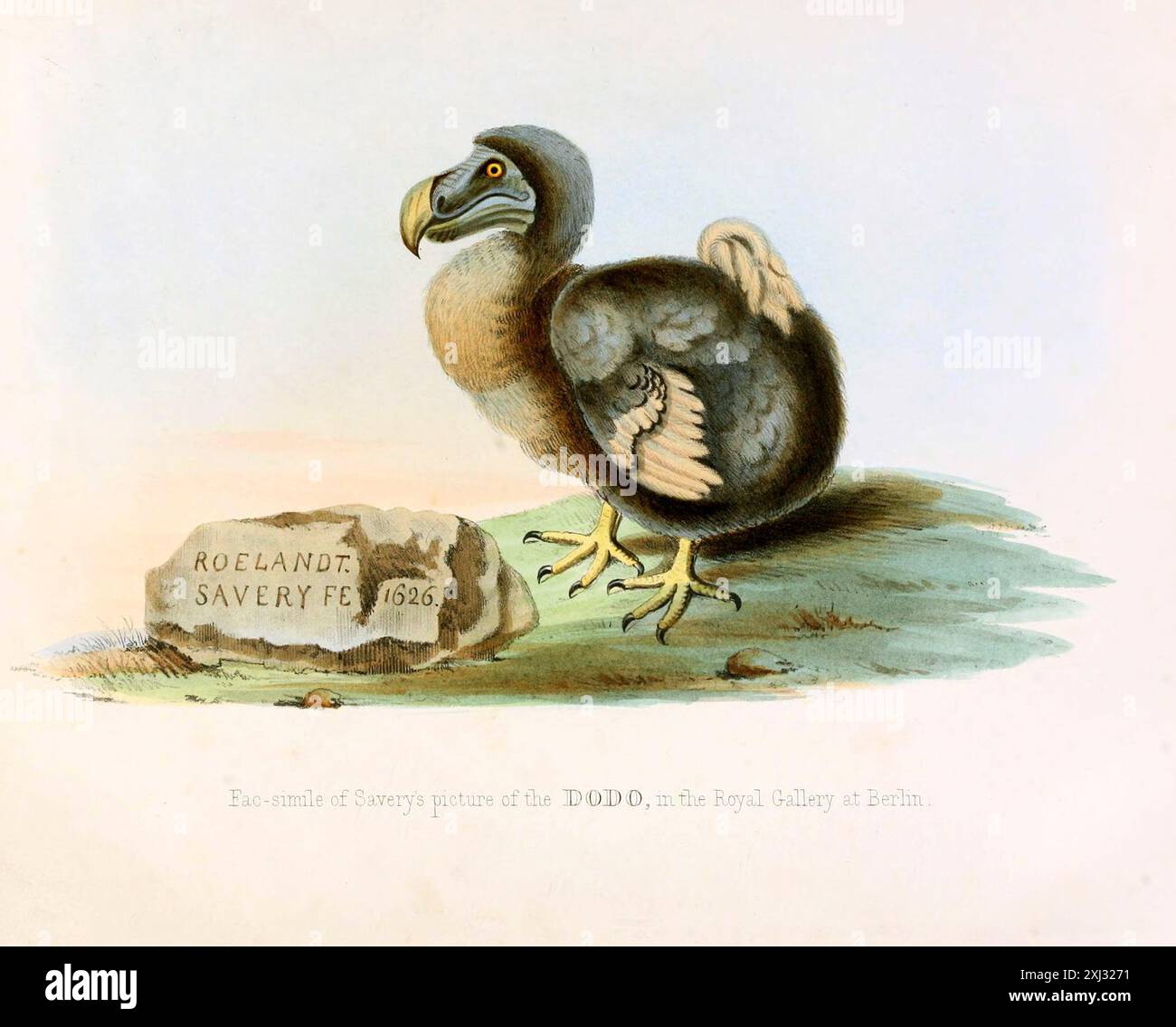 Illustrazione vintage dell'uccello estinto Dodo di Roelandt Savery nel 1626 Foto Stock