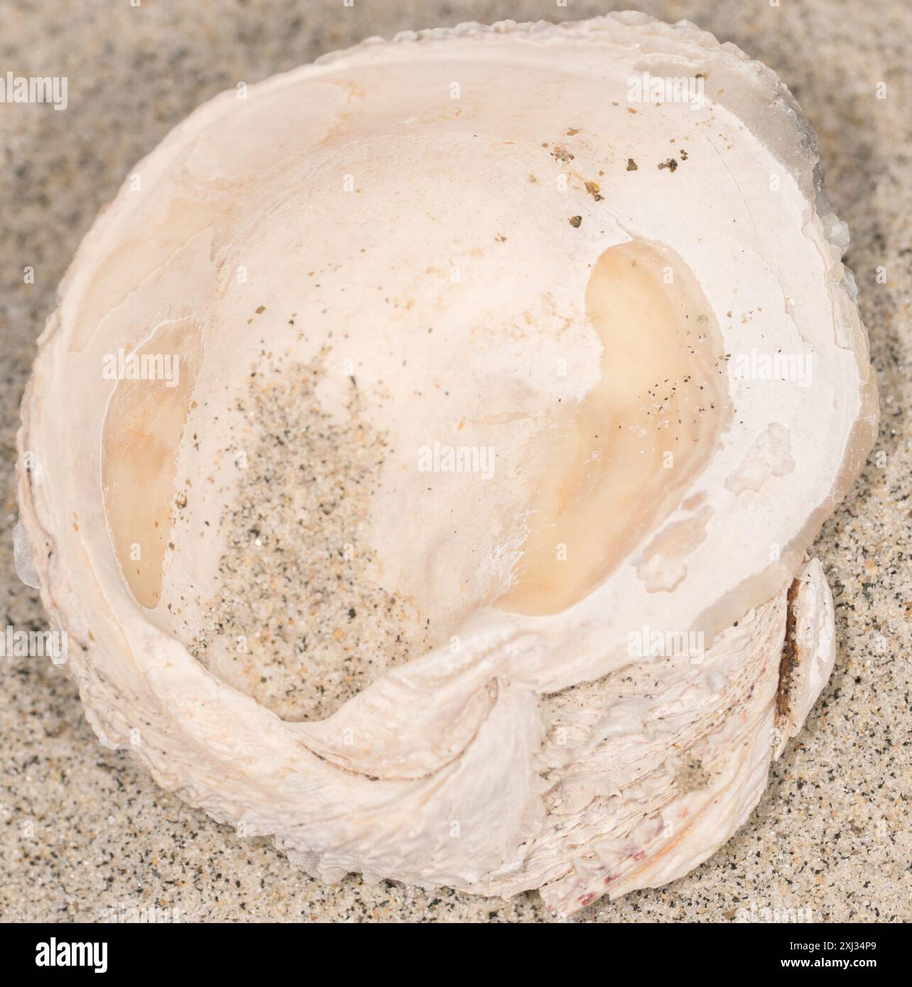 Chama invertito (Pseudochama exogyra) Mollusca Foto Stock