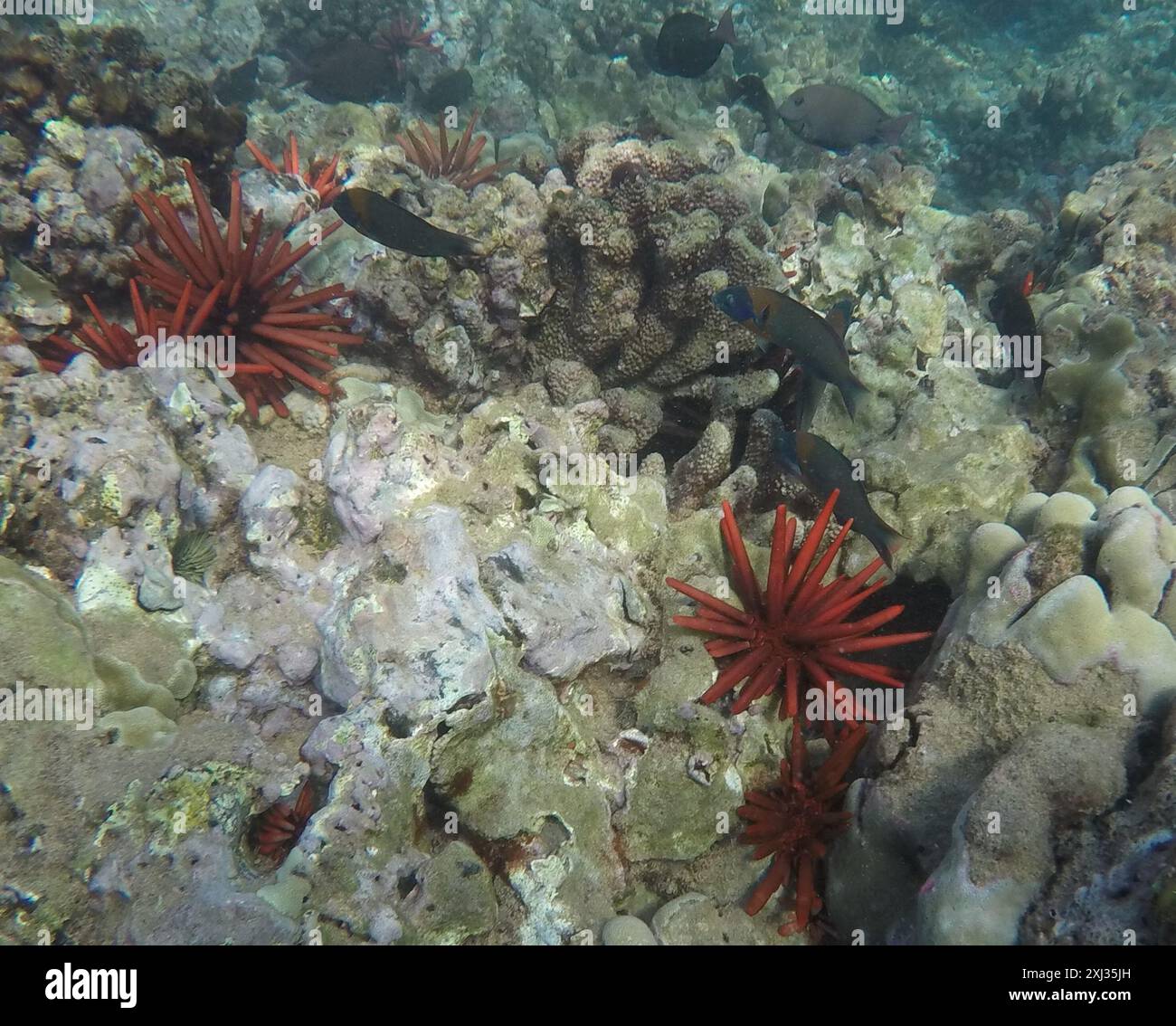 Sella Wrasse (Thalassoma duperrey) Actinopterygii Foto Stock