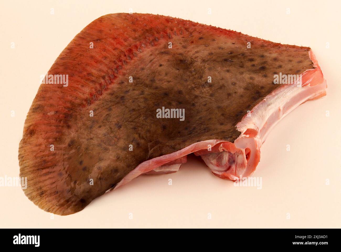 RAW skate Foto Stock