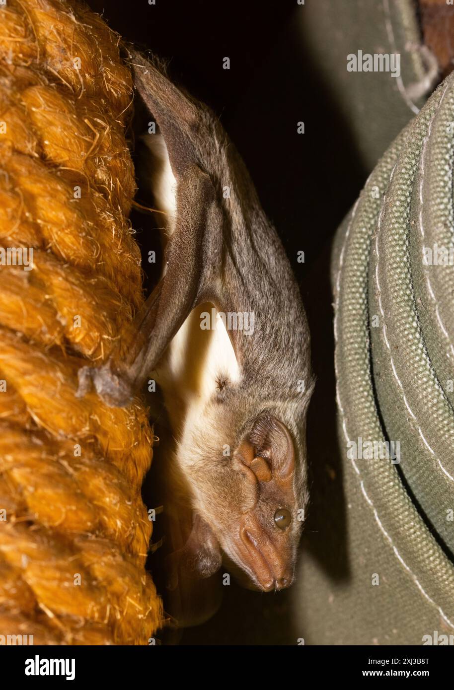 Il mauriziano Tomb Bat è un veloce cacciatore di falene e altri insetti volanti. Durante il giorno, normalmente si trovano in buchi in piccole colonie. Foto Stock