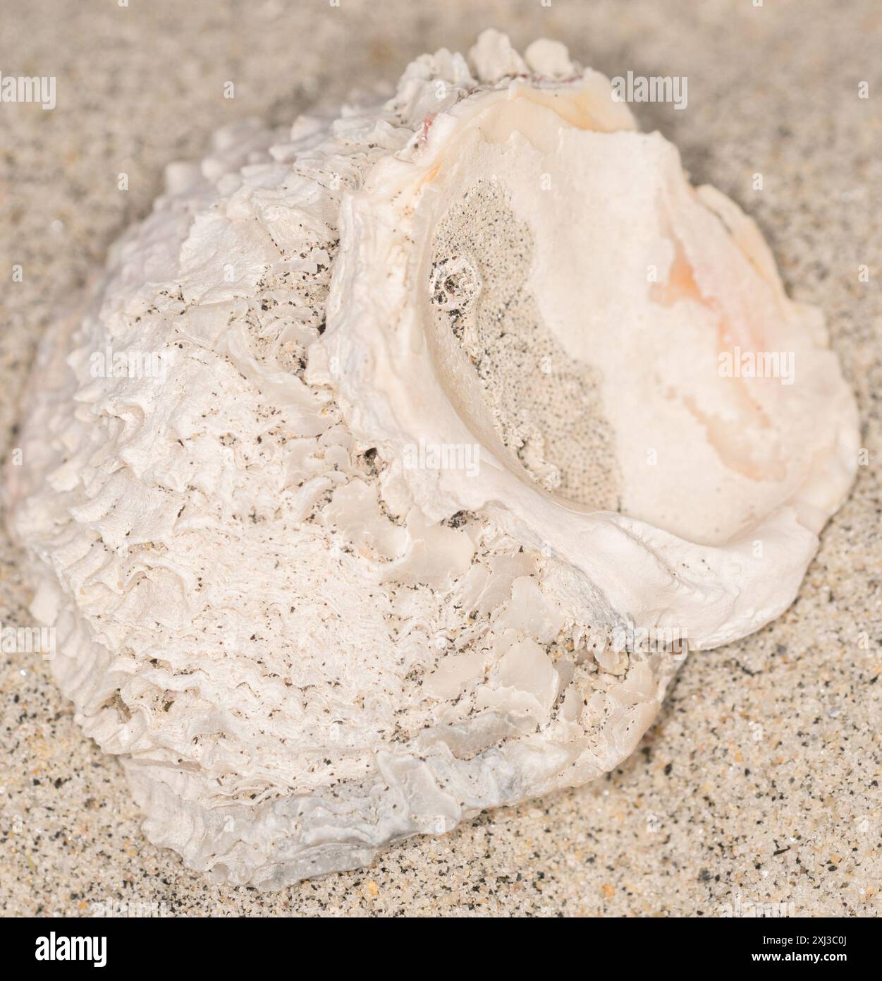 Chama invertito (Pseudochama exogyra) Mollusca Foto Stock