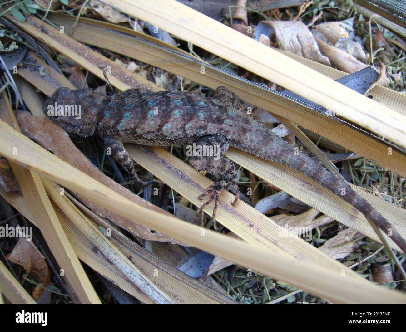 Clark's Spiny Lizard (Sceloporus clarkii) Reptilia Foto Stock