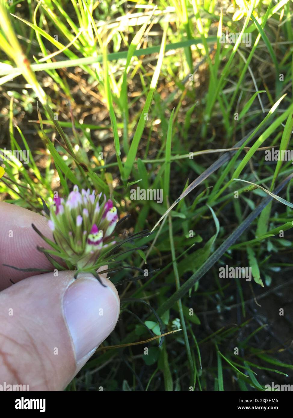 (Castilleja densiflora densiflora) Plantae Foto Stock