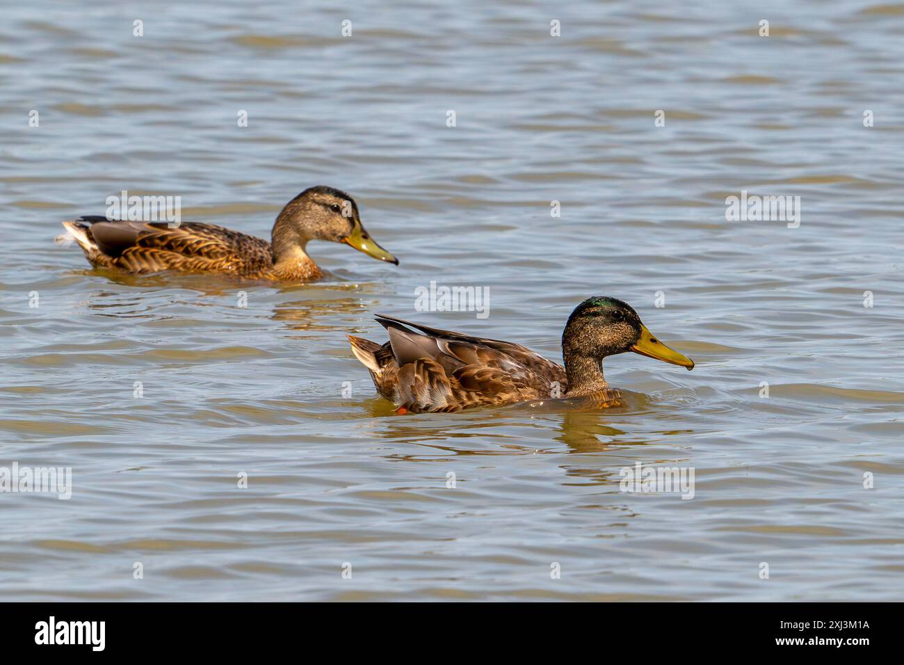 Anatra selvatica femmina e maschile (Anas platyrhynchos) in eclissi plumage nuotando lungo la costa del Mare del Nord in estate Foto Stock