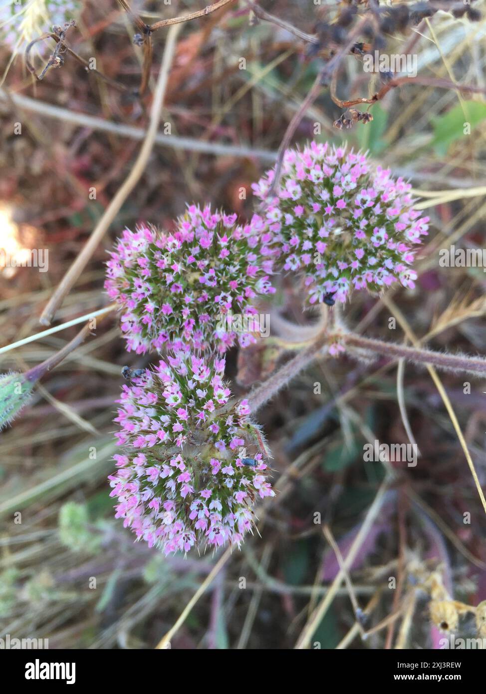 sonoma Spineflower (Chorizanthe valida) Plantae Foto Stock