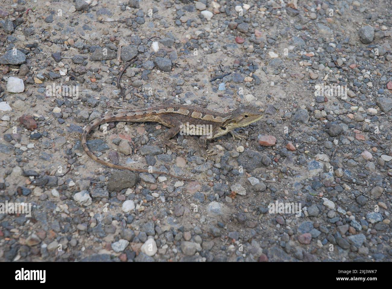 Jacky Dragon (Amphibolurus muricatus) Reptilia Foto Stock
