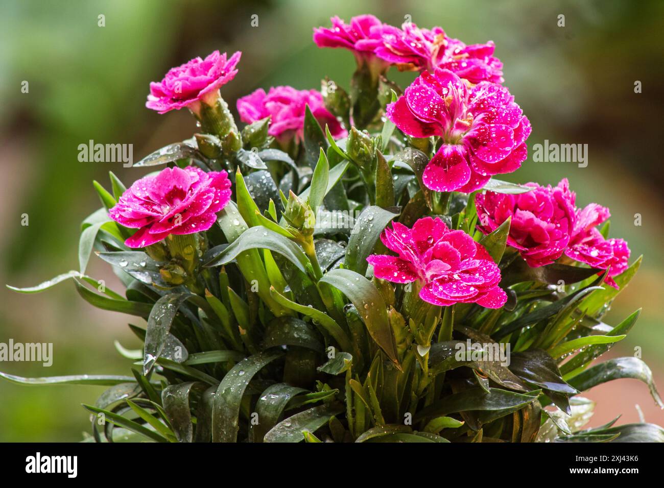 Fiori rossi di garofano (Dianthus caryophyllus), su sfondo naturale Foto Stock