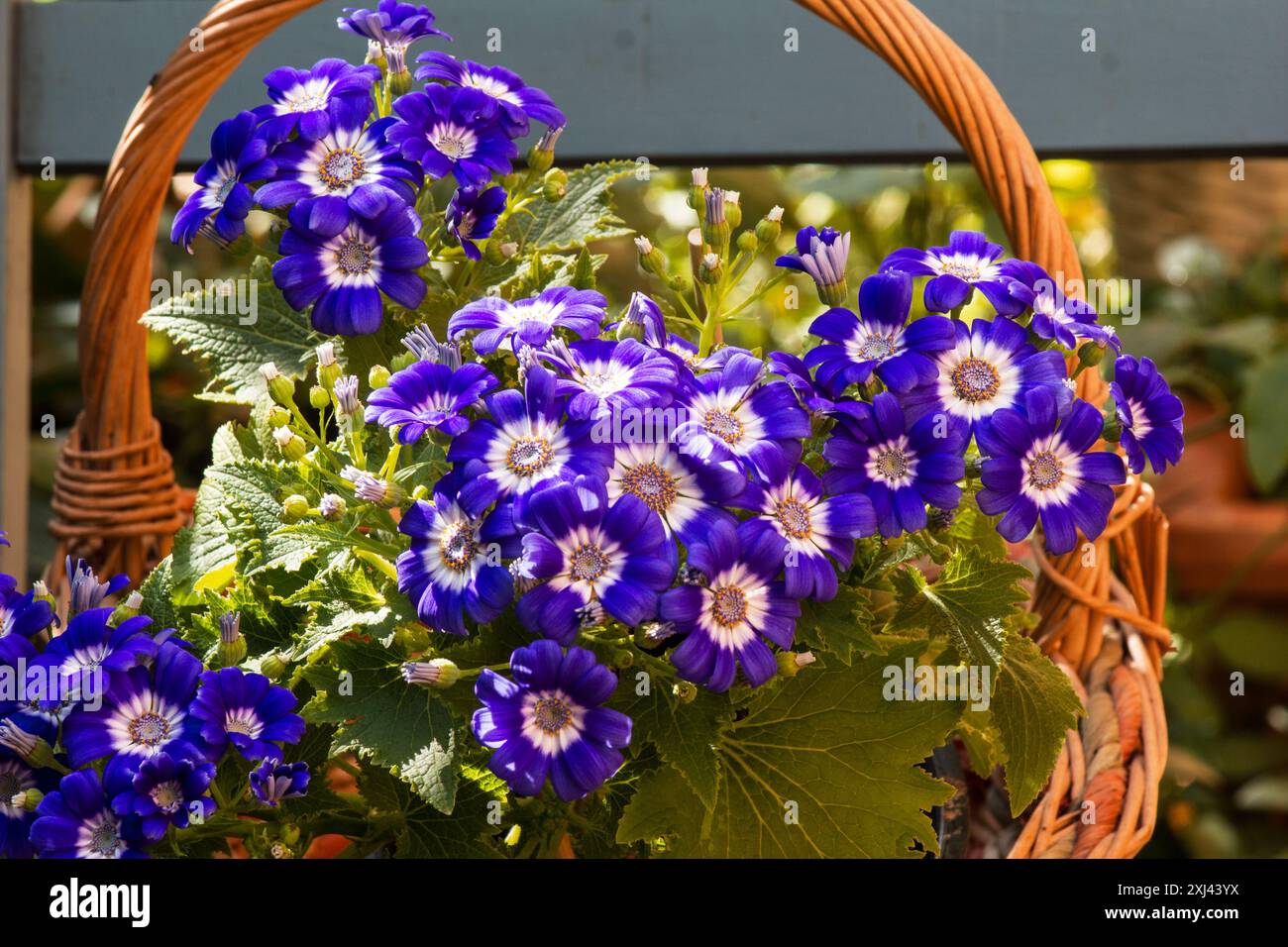 Cineraria, cineraria del fiorista, (Pericallis x ibrida) fiori estivi in un cesto Foto Stock