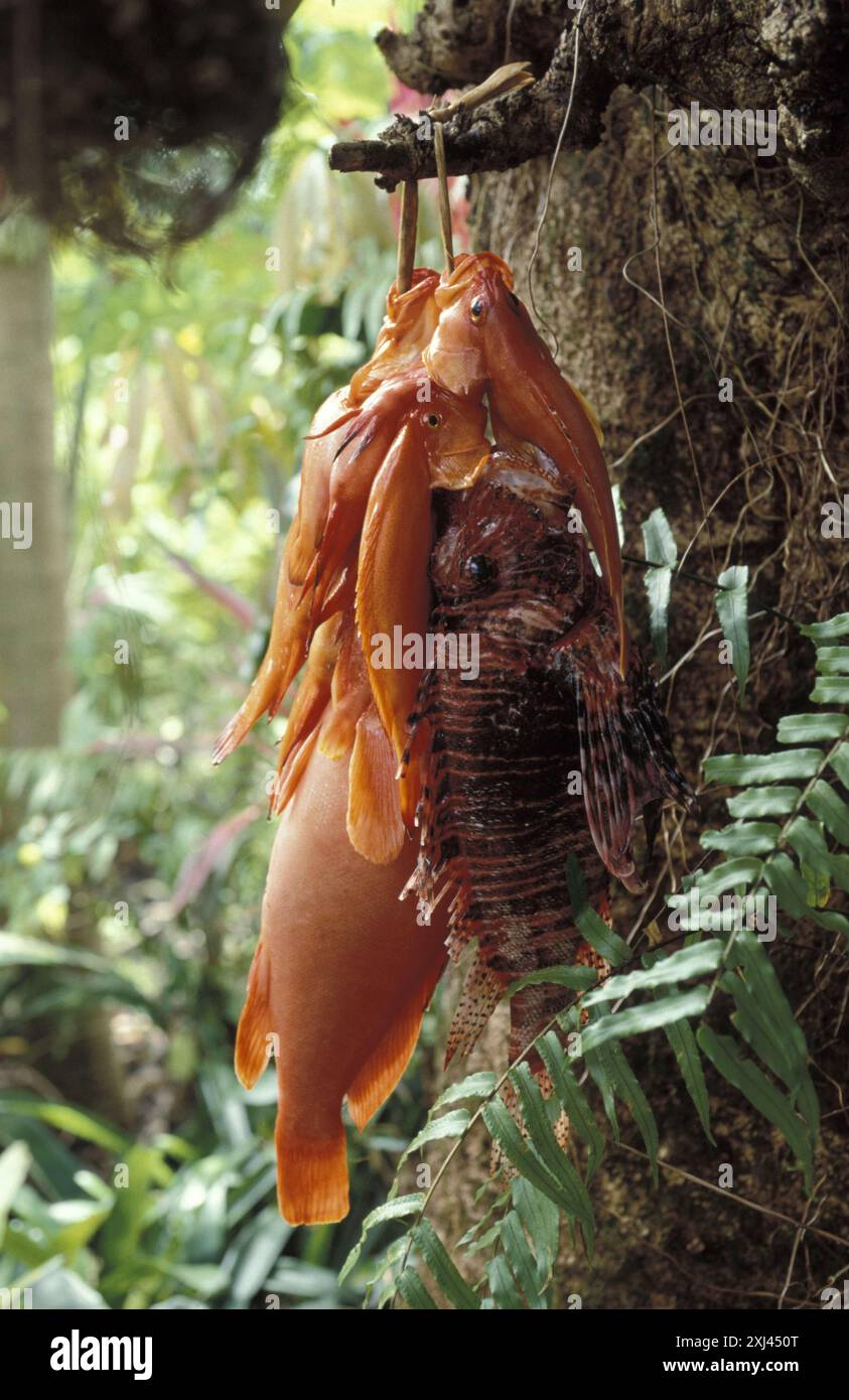 Selezione di pesci esotici, Ile de la Reunion Foto Stock