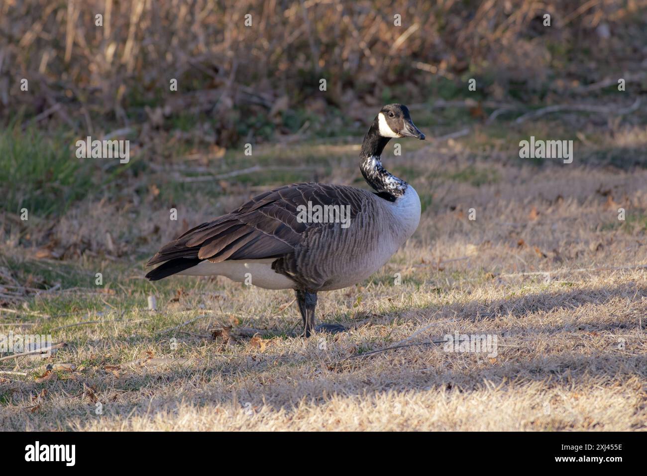 Oca canadese in piedi sull'erba. Questa foto è stata scattata a metà giornata. Foto Stock